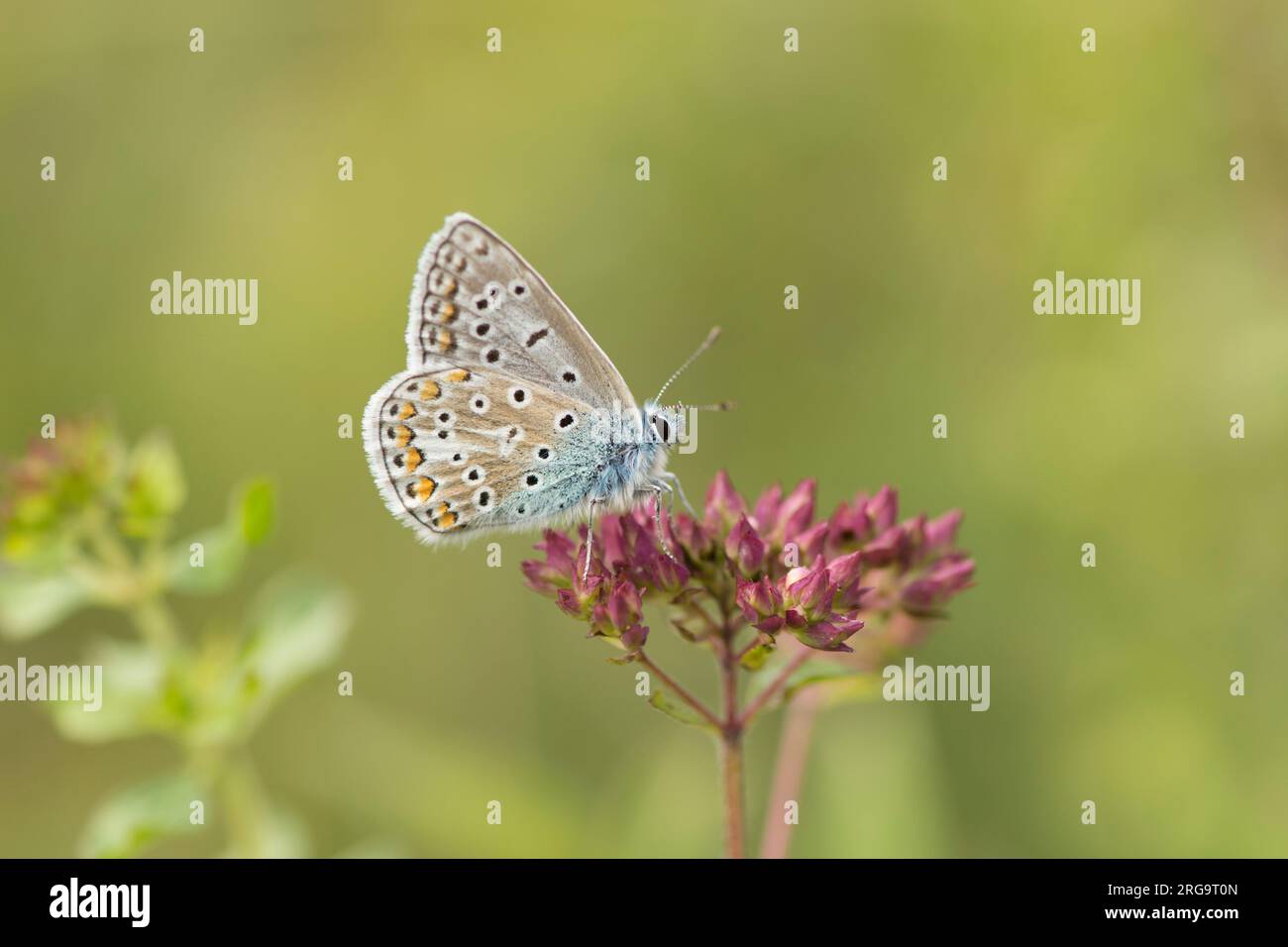 Papillon bleu commun, Polyommatus icarus, mâle, sur marjolaine, marjolaine, Origanum vulgare, Levin Down, juillet Banque D'Images