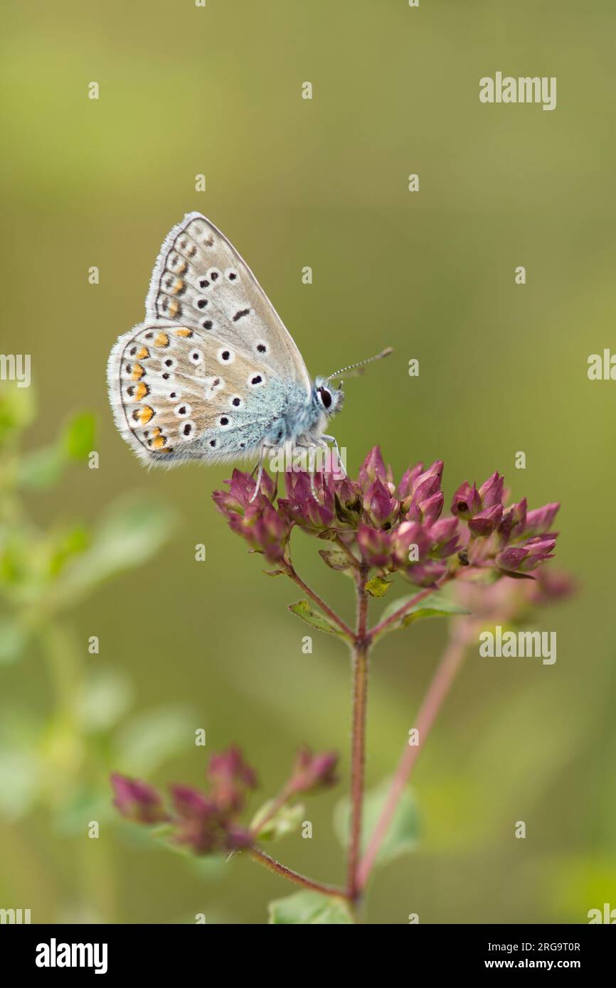 Papillon bleu commun, Polyommatus icarus, mâle, sur marjolaine, marjolaine, Origanum vulgare, Levin Down, juillet Banque D'Images