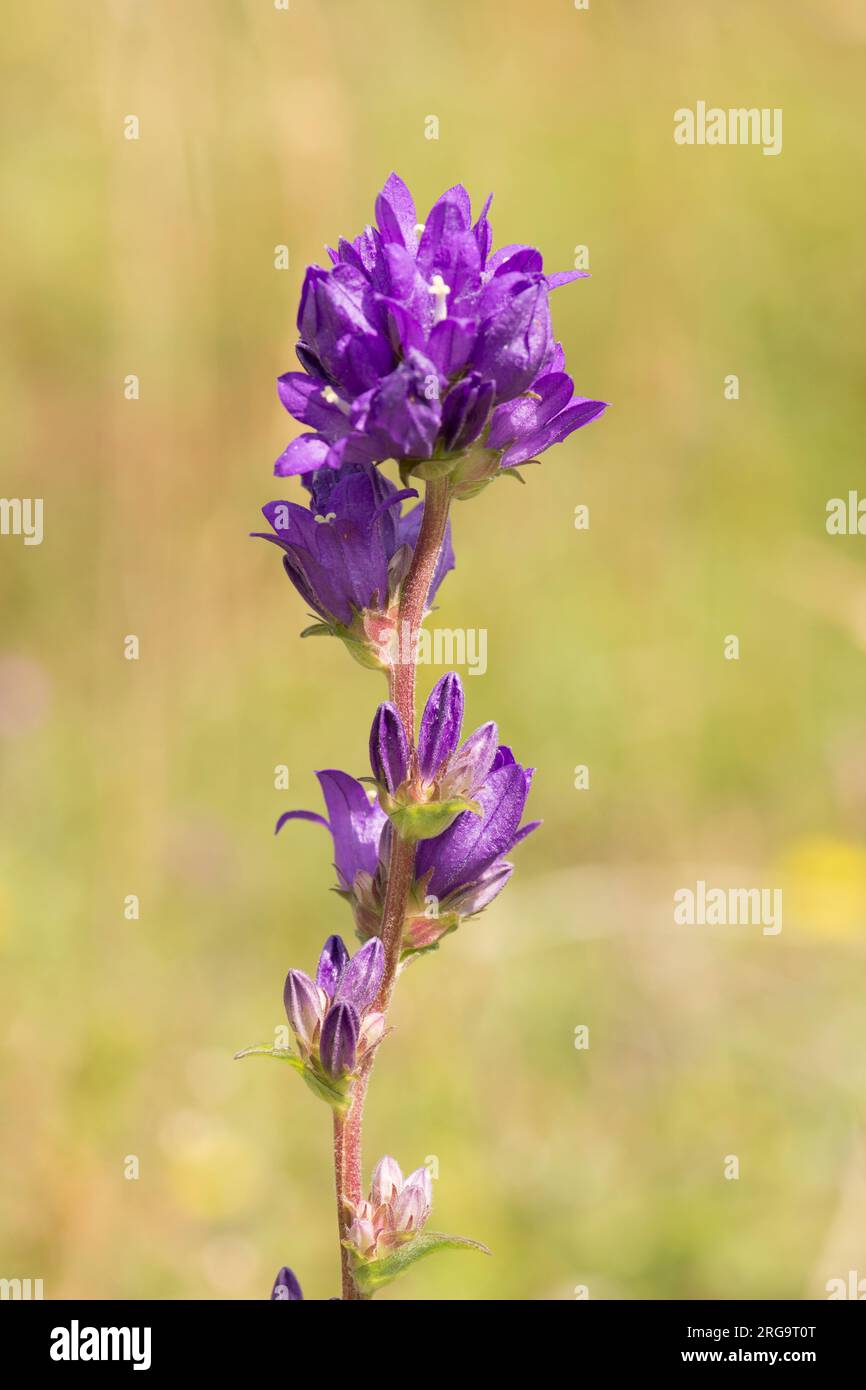 bellflower groupé, Campanula glomerata, tête de fleur simple gros plan, isolé, sur Levin Down, Singleton, Sussex, juillet Banque D'Images