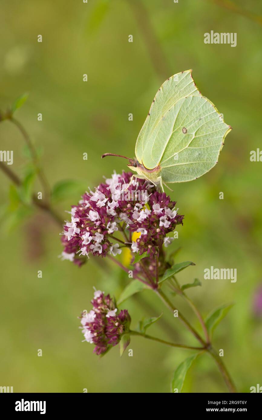 Papillon en pierre à paupières, Gonepteryx rhamni se nourrissant de marjolaine, Origanum vulgare, Levin Down, juillet Banque D'Images