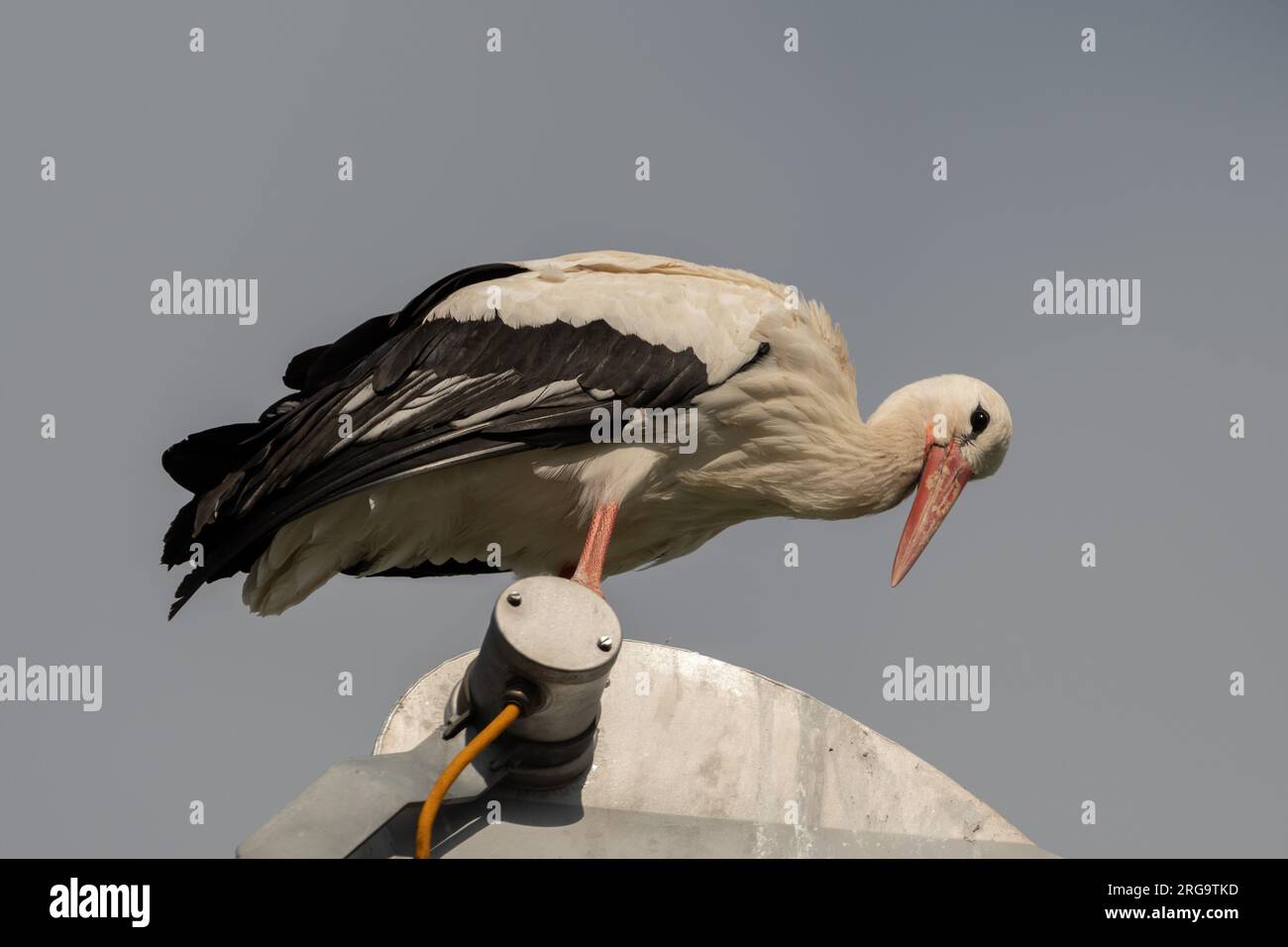 Pfaeffikon, Canton Zurich, Suisse, 1 juillet 2023 une belle cigogne est assise sur un lampadaire par une journée ensoleillée Banque D'Images