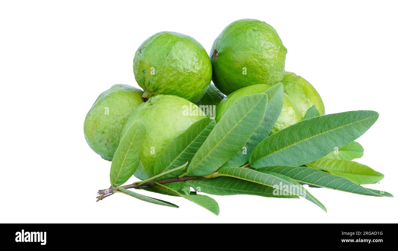 Guavas fraîches à vendre au marché local de Jaipur Inde. Jeune amrudh vendant au marché Banque D'Images