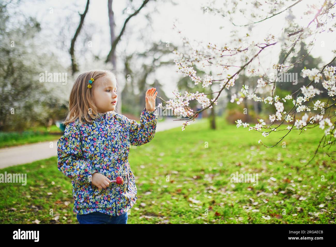 Adorable petite fille appréciant belle et ensoleillée journée de printemps  près du pommier en pleine floraison. Activités printanières extérieures  pour enfants Photo Stock - Alamy