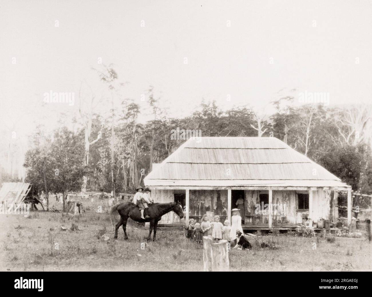 Photographie vintage du XIXe siècle : famille agricole à l'extérieur de leur maison, enfants et cheval, Coolangatta. Coolangatta est une région historique d'Australie, sur la rive nord de la rivière Shoalhaven, sur la côte sud de la Nouvelle-Galles du Sud. Banque D'Images