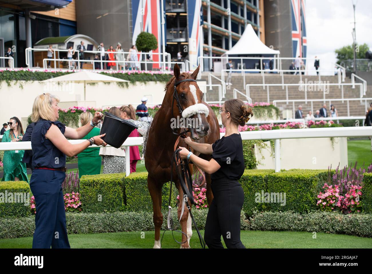 Ascot, Berkshire, Royaume-Uni. 28 juillet 2023. Cheval Pearle d'Or monté par le jockey Jason Waston vainqueur des Chapel Down handicap Stakes au QIPCO King George Weekend à l'hippodrome d'Ascot. Propriétaire J C G Chua. Entraîneur David O'Meara, Upper Helmsley. Crédit : Maureen McLean/Alamy Banque D'Images