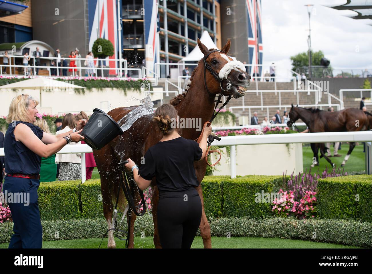 Ascot, Berkshire, Royaume-Uni. 28 juillet 2023. Cheval Pearle d'Or monté par le jockey Jason Waston vainqueur des Chapel Down handicap Stakes au QIPCO King George Weekend à l'hippodrome d'Ascot. Propriétaire J C G Chua. Entraîneur David O'Meara, Upper Helmsley. Crédit : Maureen McLean/Alamy Banque D'Images