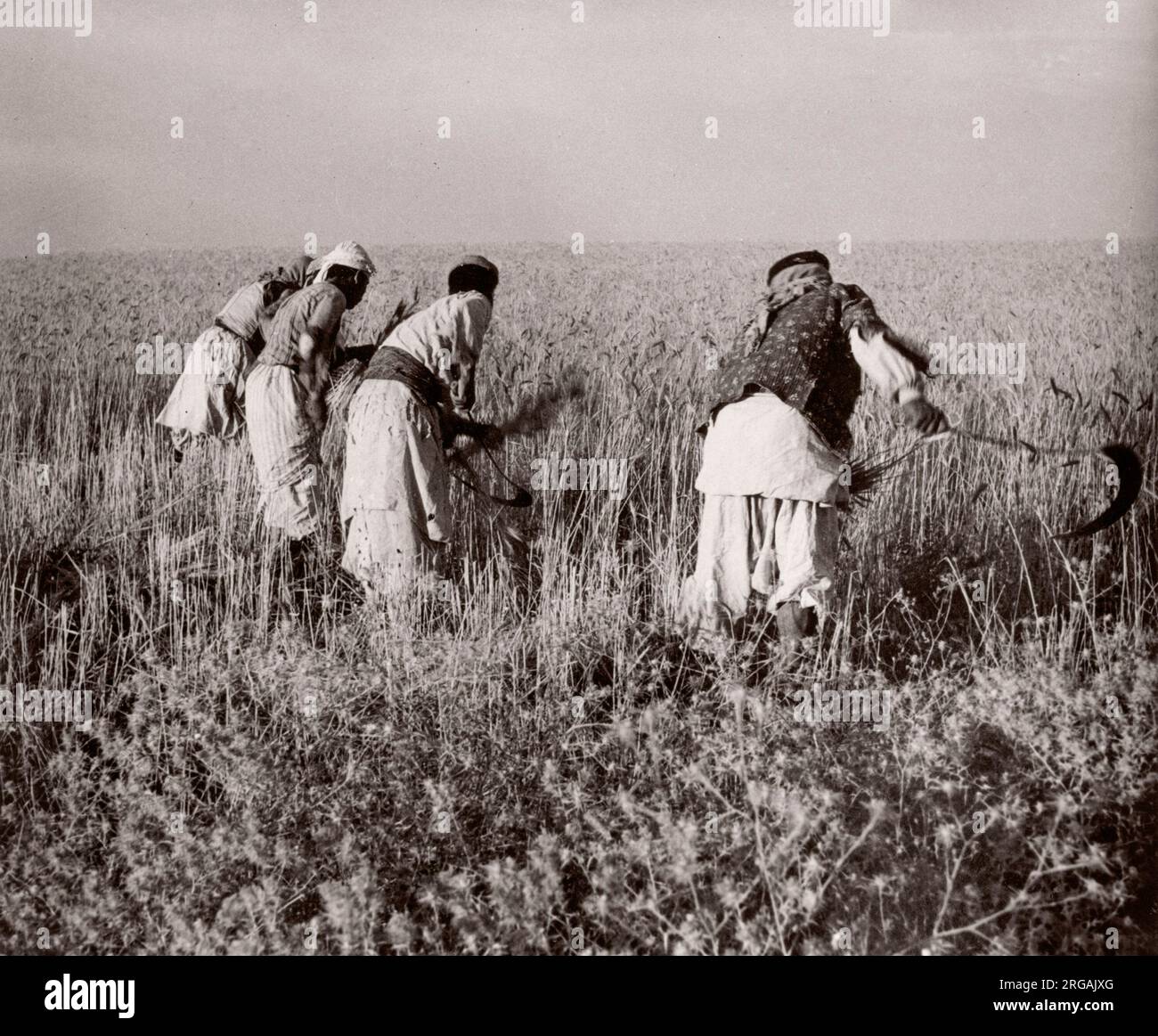 1943 - récolte des récoltes à la main avec des scythes près de Kamechlie, en Syrie Photographie par un officier de recrutement de l'armée britannique stationné en Afrique de l'est et au Moyen-Orient pendant la Seconde Guerre mondiale Banque D'Images