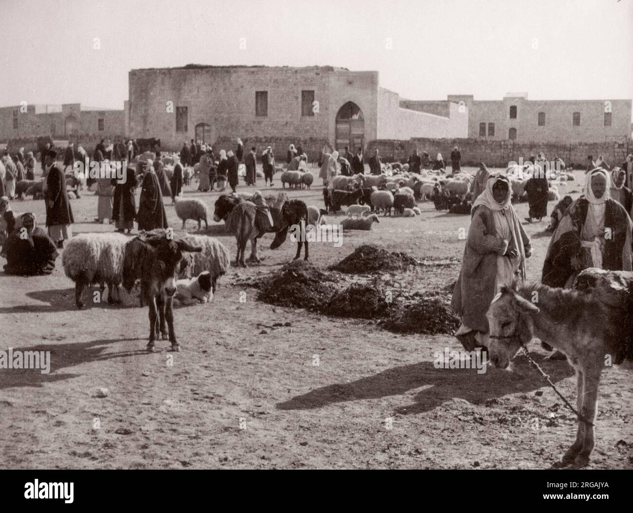 1943 Moyen-Orient Syrie - scène à Alep - moutons sur le marché Photographie d'un officier de recrutement de l'armée britannique stationné en Afrique de l'est et au Moyen-Orient pendant la Seconde Guerre mondiale Banque D'Images