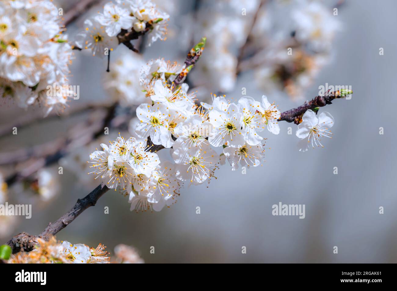 Fleurs printanières blanches avec étamines jaunes gros plan Banque D'Images Fleurs printanières blanches avec étamines jaunes gros plan Banque D'Images