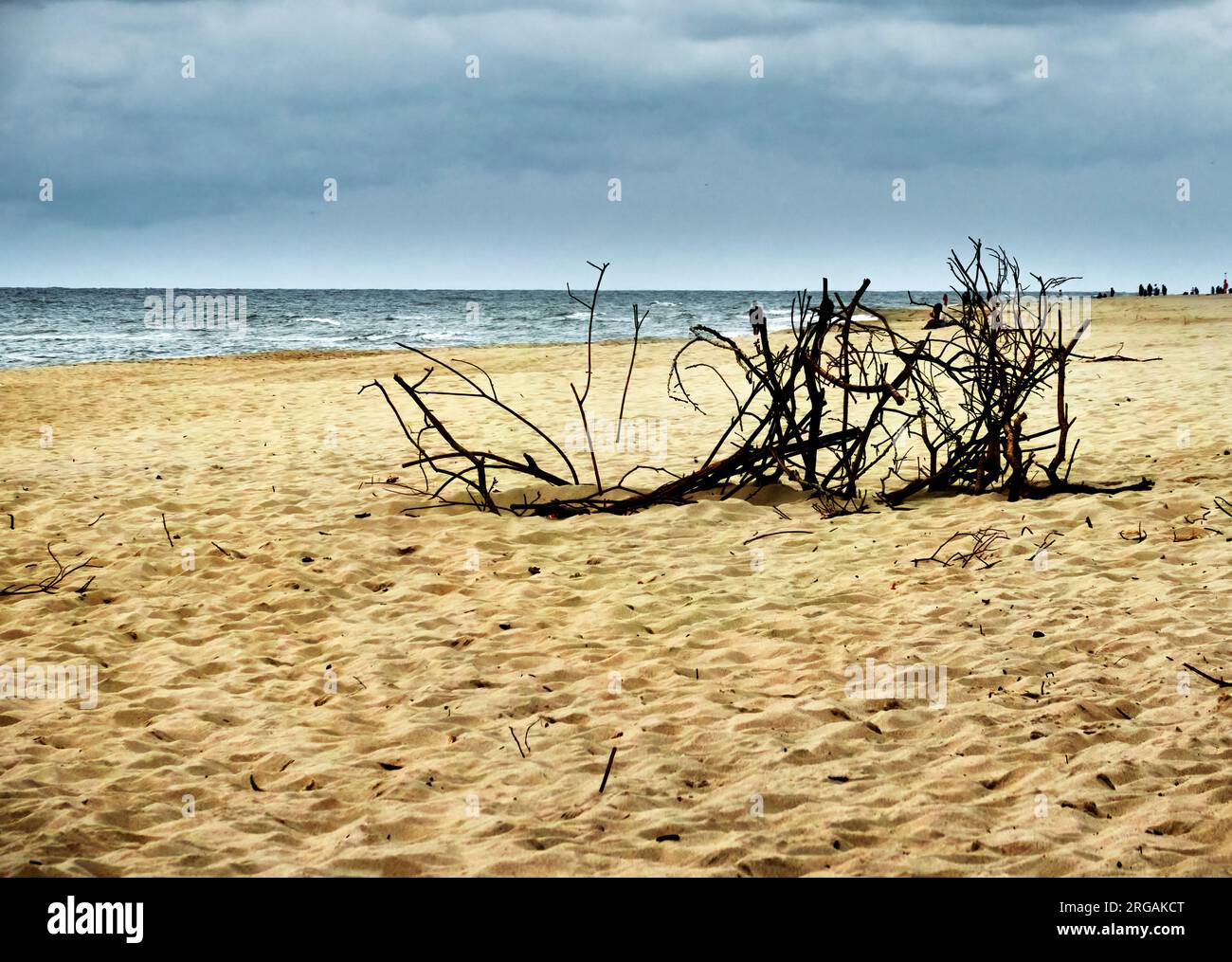 Plage de la mer Baltique avec bois flotté sur l'Isthme de Courlande en Pologne Banque D'Images