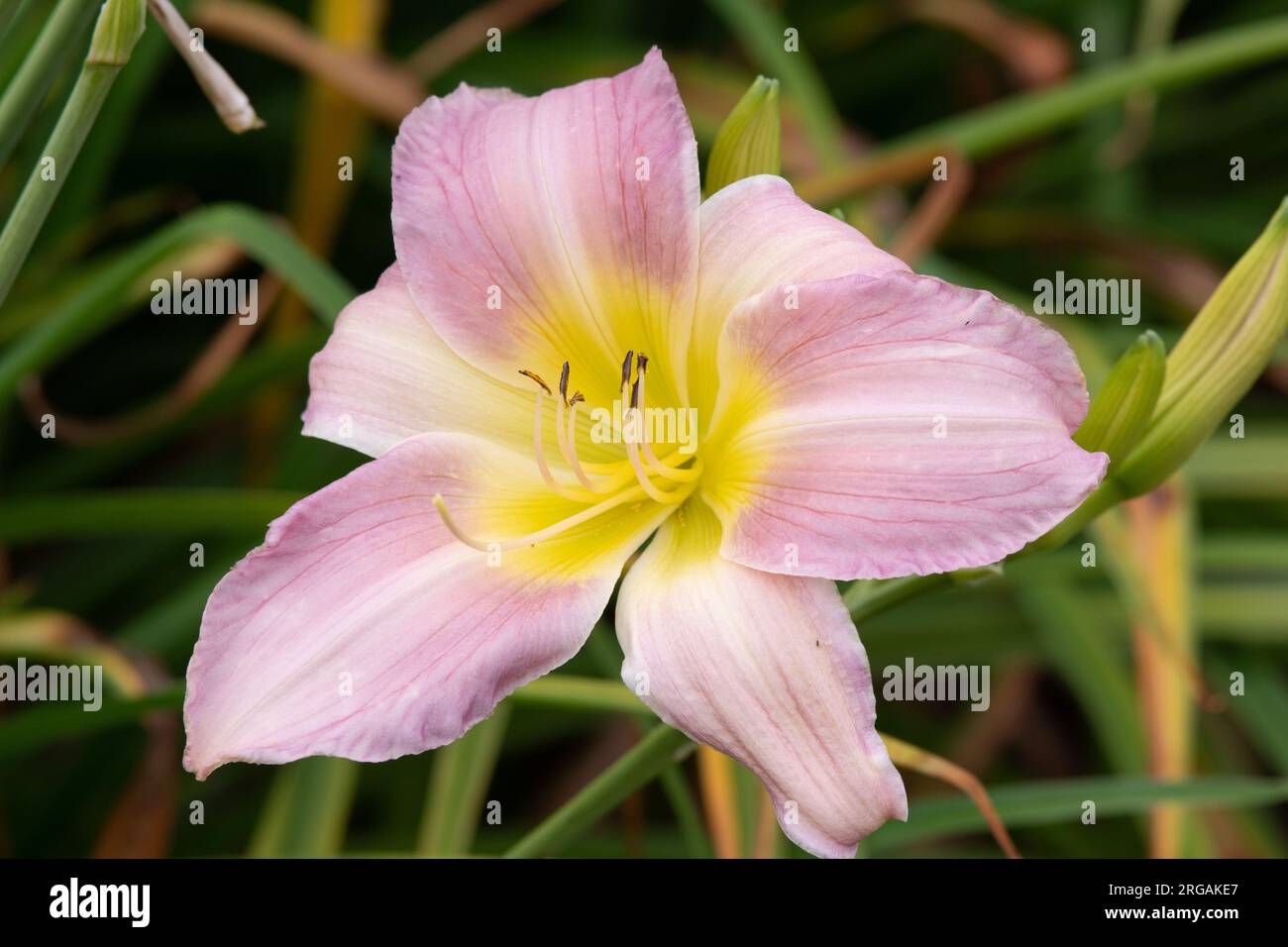 Hemerocallis 'Catherine Woodbery' Banque D'Images