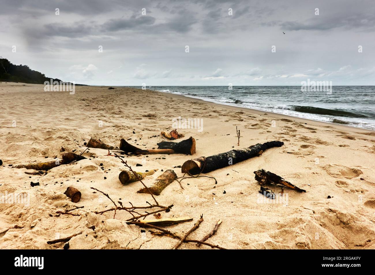 Bois flotté brûlé sur la plage vide à la frontière russe de l'Isthme de Courlande en Pologne Banque D'Images