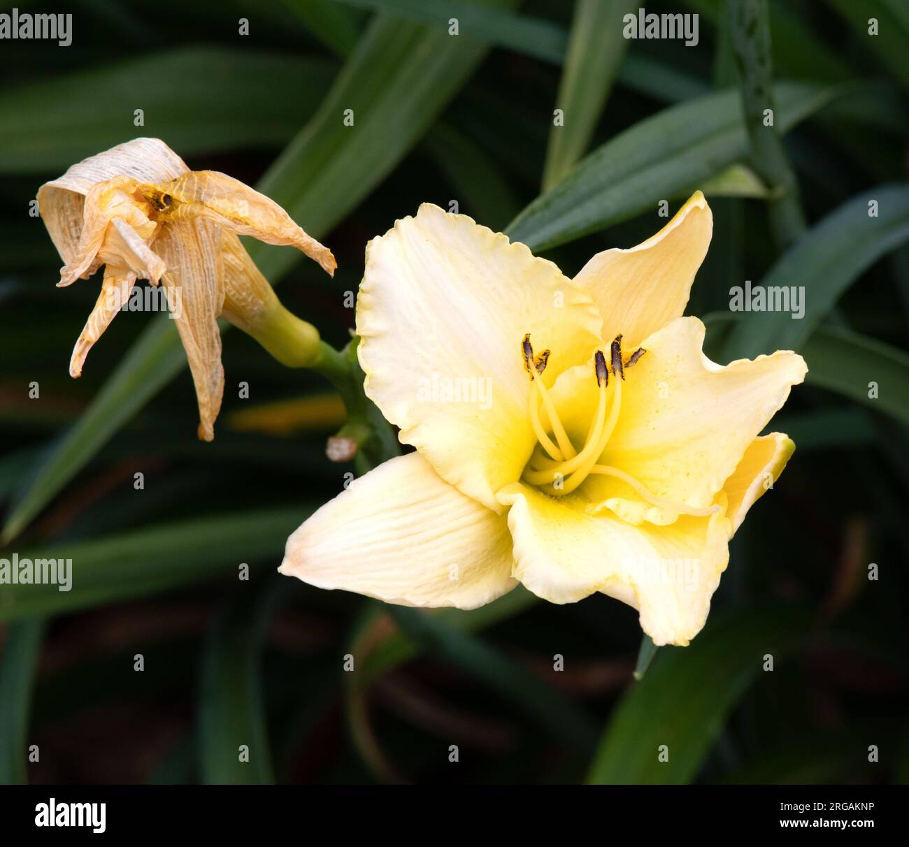 Hemerocallis 'Arctic Snow' Banque D'Images