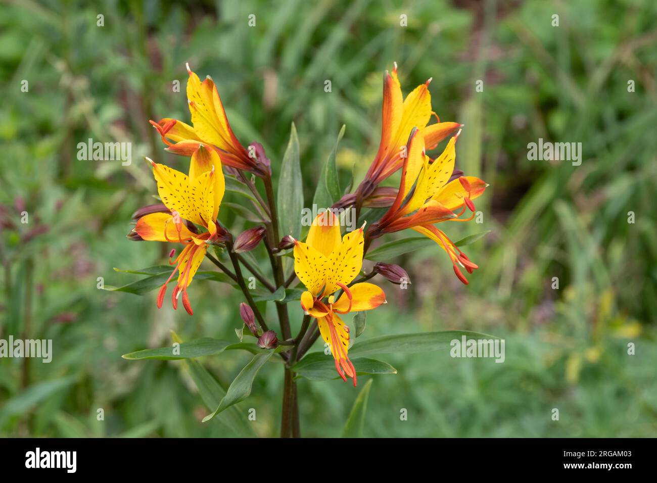 Alstroemeria « Sweet Laura » Banque D'Images