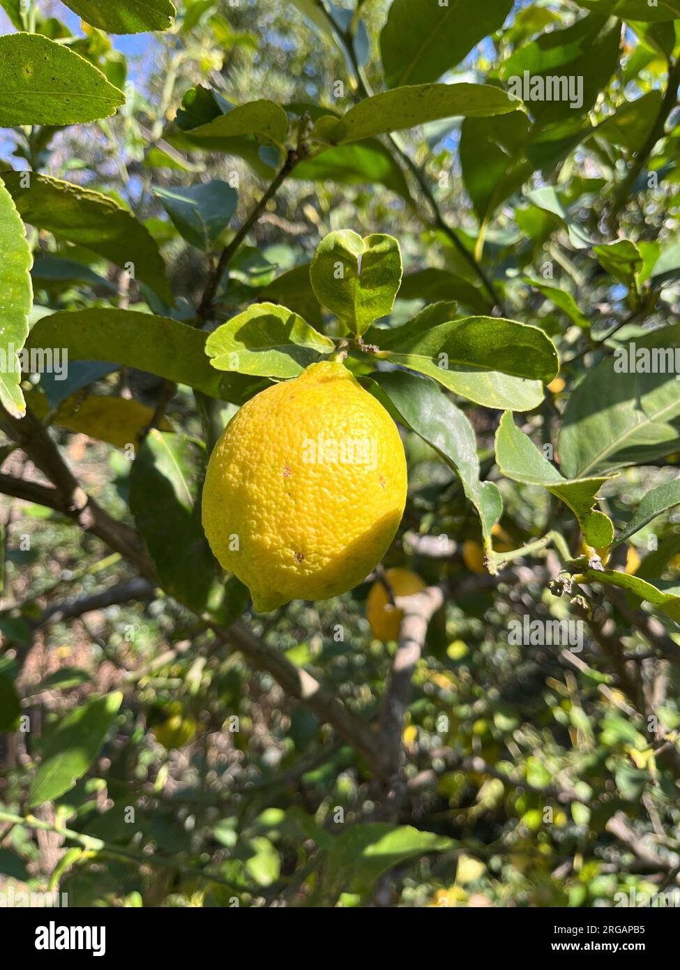 Citrons jaunes sur la plante dans le jardin Banque D'Images
