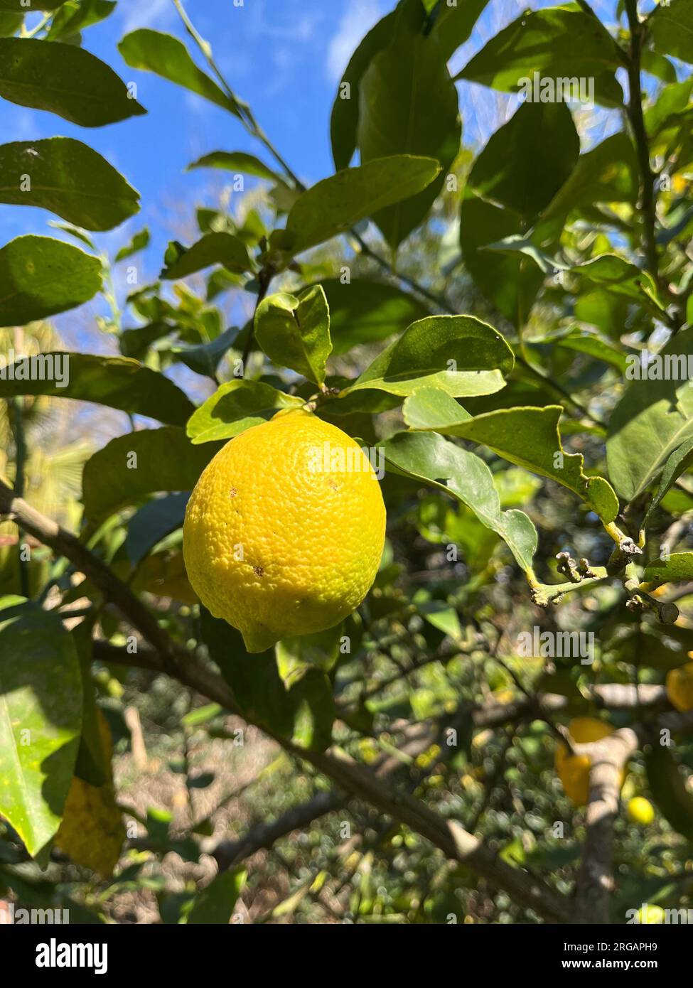 Citrons jaunes sur la plante dans le jardin Banque D'Images