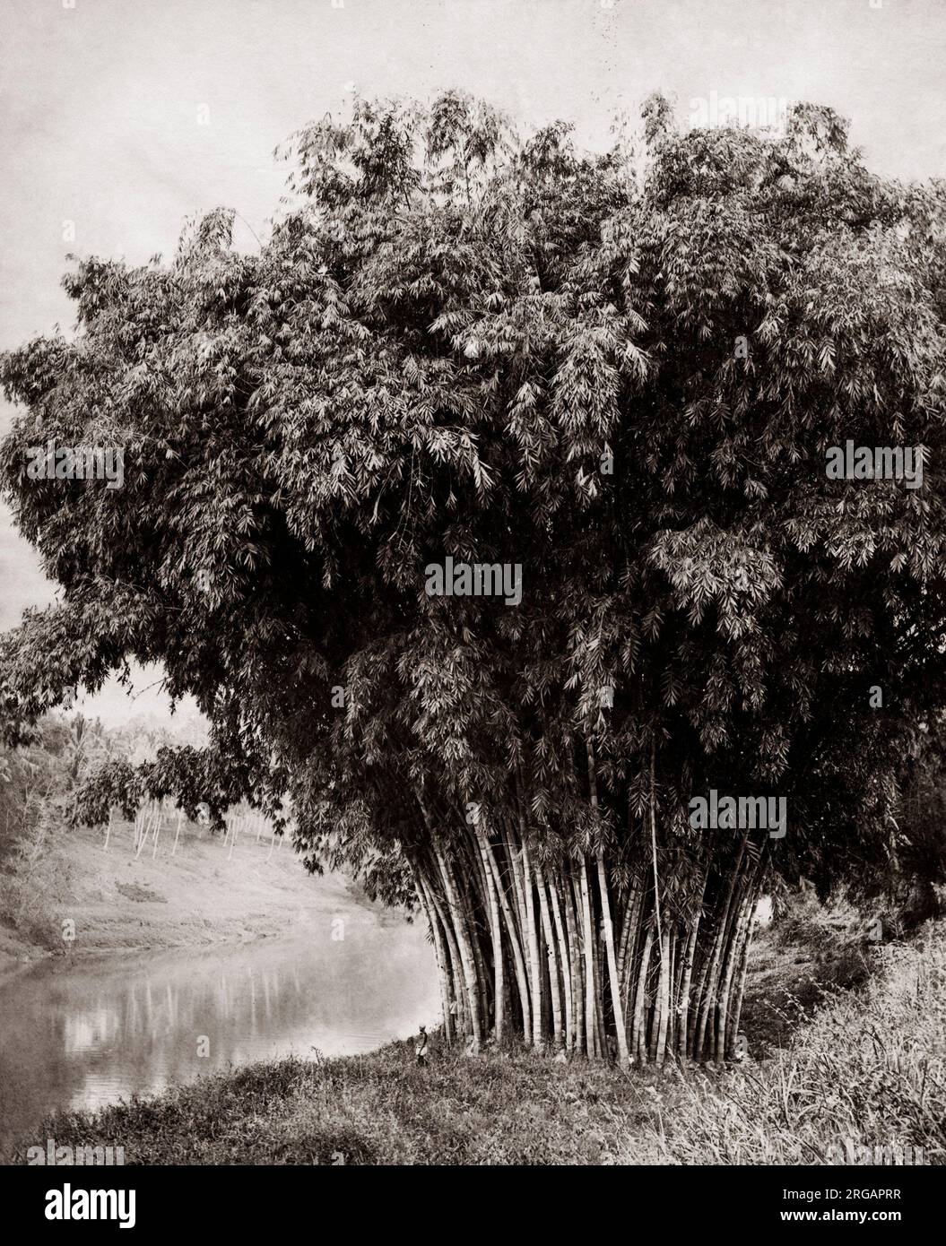 Bambou géant, de Ceylan (Sri Lanka), c.1880 Banque D'Images