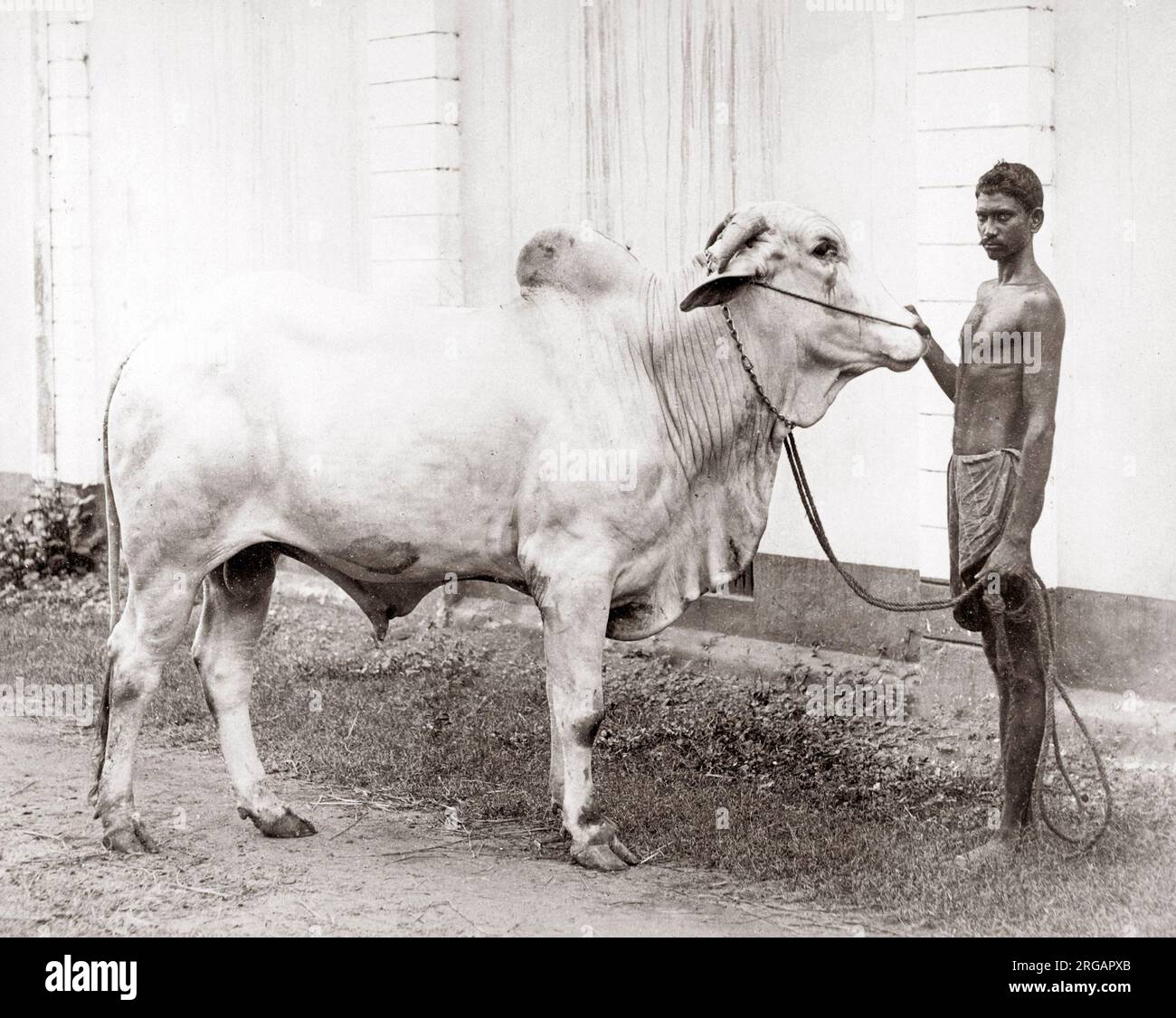 Bull et maître de manutentionnaire natif, Inde, c.1880 Banque D'Images