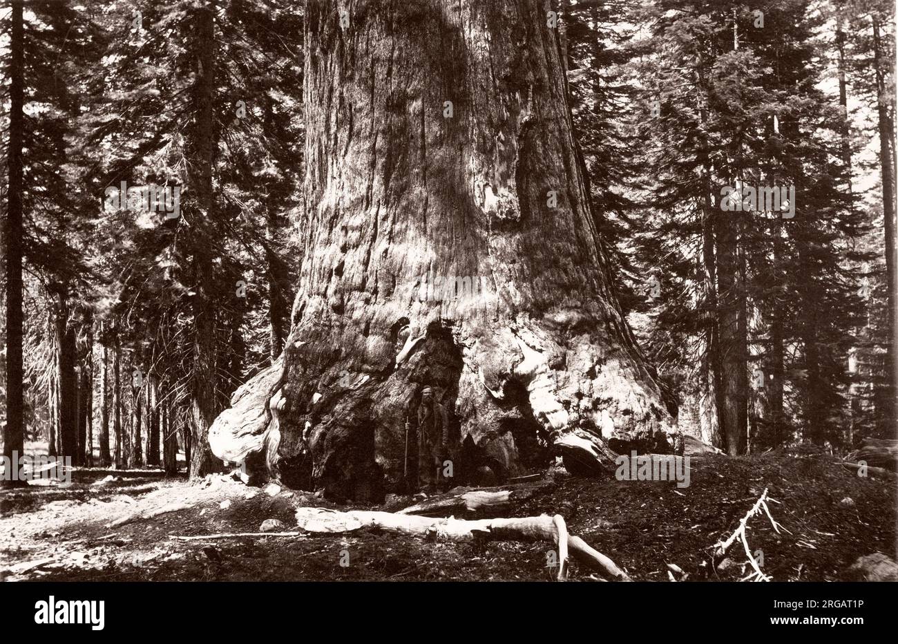 Photographie vintage du 19e siècle - géant Grizzle, séquoia géant, Mariposa Grove, Wawona, Californie, États-Unis, dans la partie la plus méridionale du parc national de Yosemite. Au premier plan se trouve Galen Clark (28 mars 1814 - 24 mars 1910), le premier européen américain à découvrir le bosquet de Mariposa, et est remarquable pour son rôle dans l'obtention de lois pour protéger Yosemite. Pendant 24 ans, elle a été gardienne du parc national de Yosemite. Banque D'Images