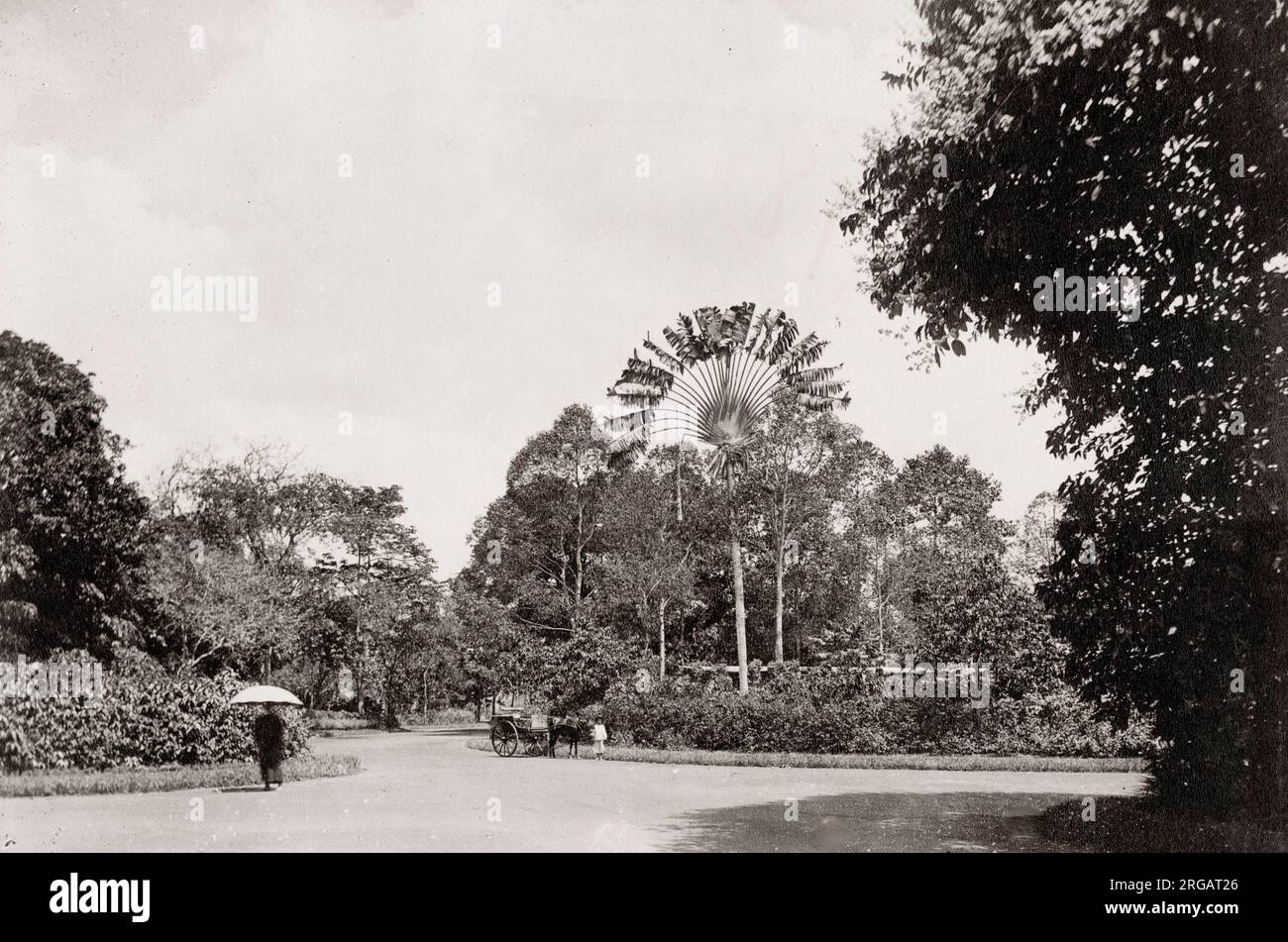 Photographie vintage du 19th siècle : palmier voyageur dans le jardin botanique, Saigon, Hochiminh City, Saigon, Indochine française, Vietnam. Banque D'Images