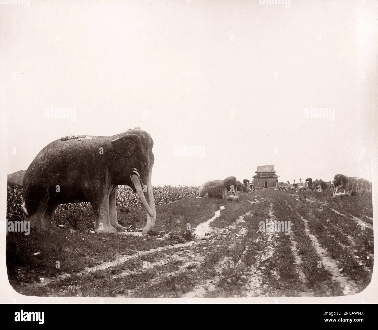 Vintage Photo 19e siècle Chine c.1880 s - animaux en pierre sur l'avenue avec les tombeaux Ming près de Pékin Beijing Banque D'Images