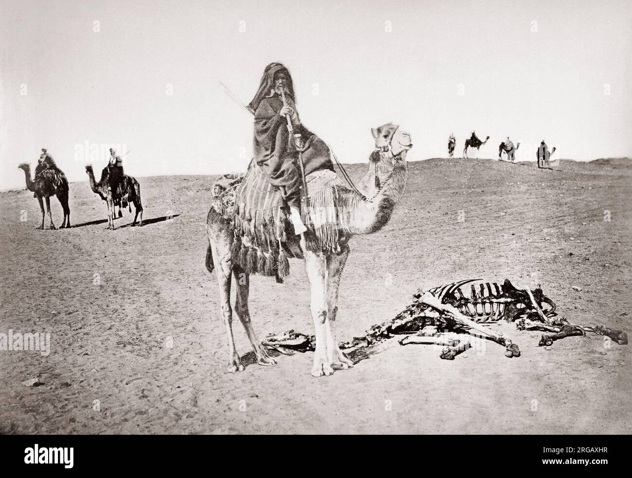 Sur bédouin chameau à côté de squelette, l'Égypte, c.1880 . Banque D'Images