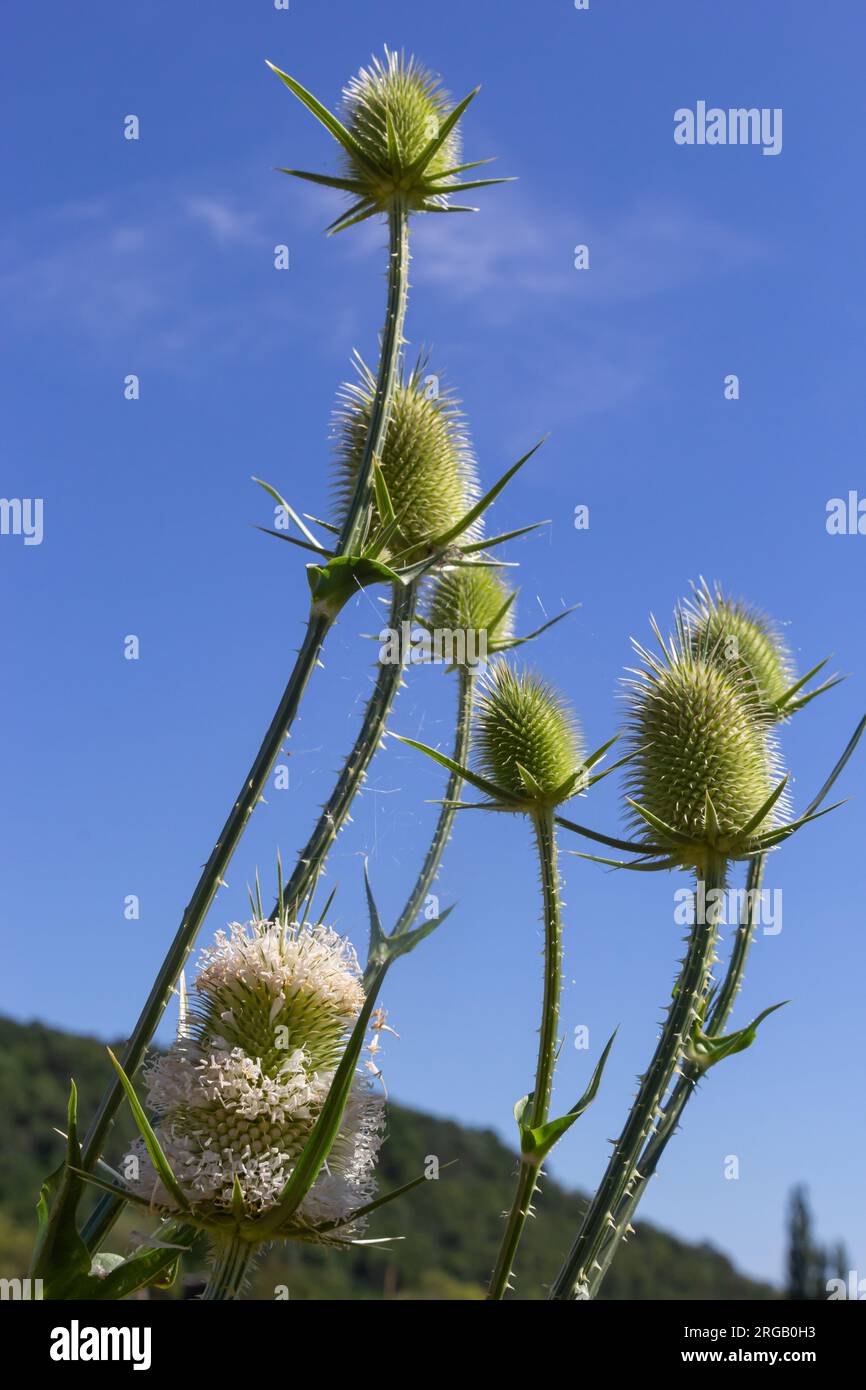 Fleurs de thé sauvage en automne, également appelé Dipsacus fullonum ou wilde karde, foyer sélectionné, bokeh. Banque D'Images