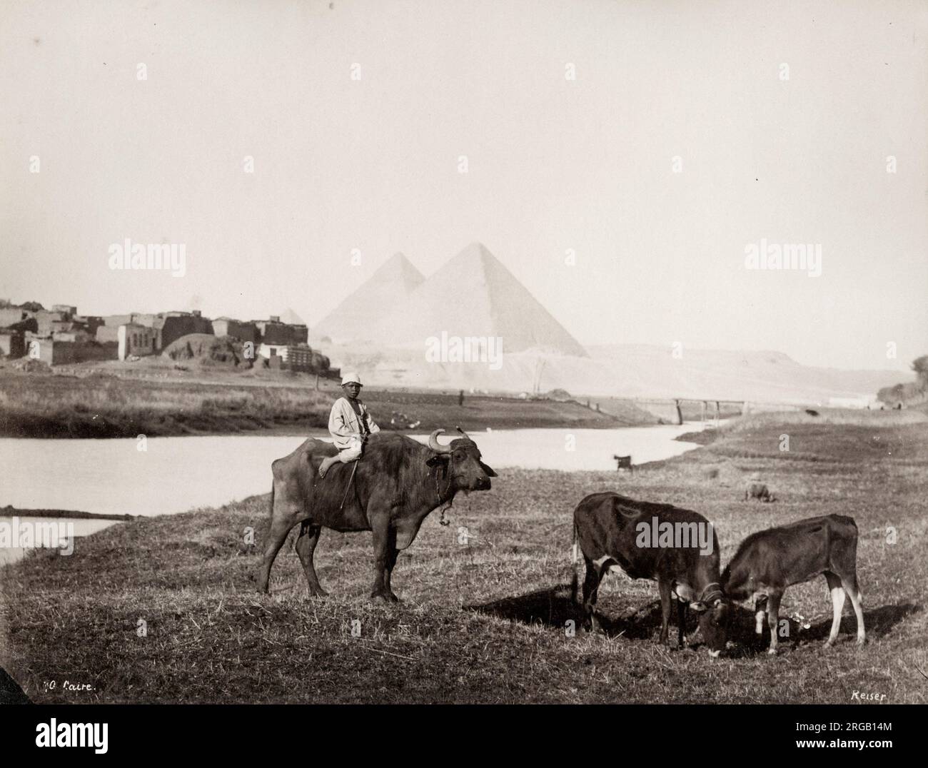 Photographie vintage du 19th siècle: Garçon à cheval sur le boeuf avec les pyramides de Gizeh en arrière-plan, l'Egypte. Banque D'Images