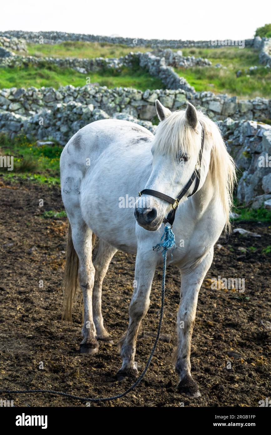 Connemara Pony à Galway Irlande au printemps Banque D'Images