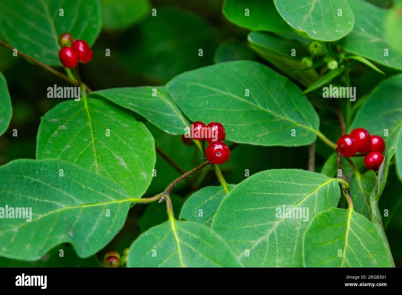 Agence de Noël avec baies rouges Lonicera xylosteum. Banque D'Images