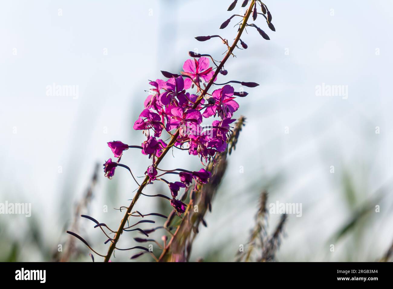 Merveilleuse herbe à feu en fleurs Chamaenerion angustifolium mise en valeur par le soleil du soir. Un bouquet de merveilleux willowherbs en fleurs de Rosebay. Banque D'Images