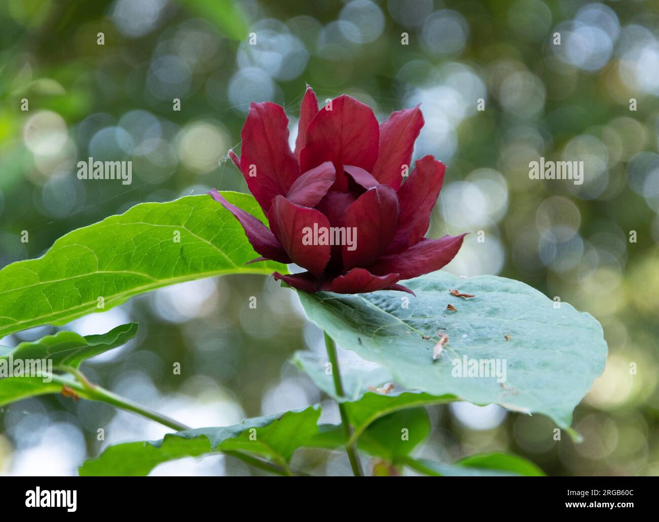 Calycanthus floridus Banque D'Images