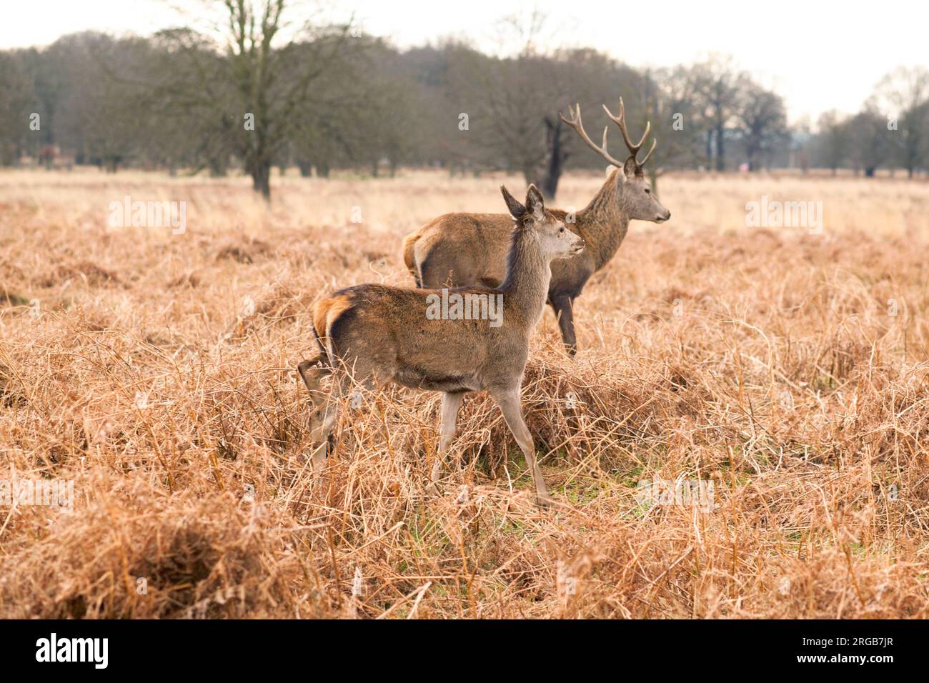 Deer en automne à Richmond Park, au Royaume-Uni Banque D'Images