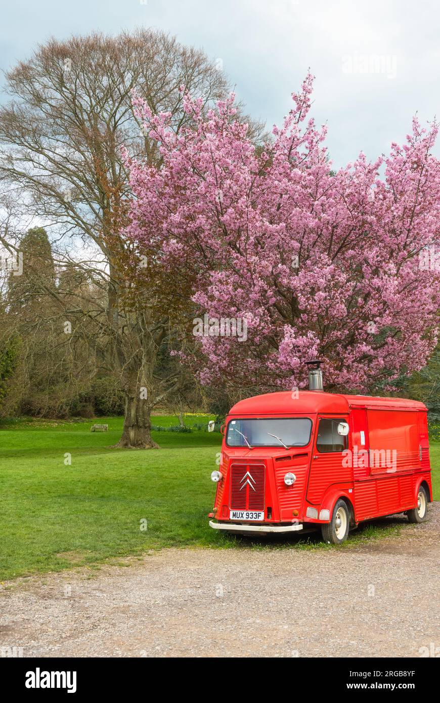 Camion alimentaire Citroen vintage rouge sous un cerisier rose sur le terrain du château de Hever, Kent, Angleterre Banque D'Images