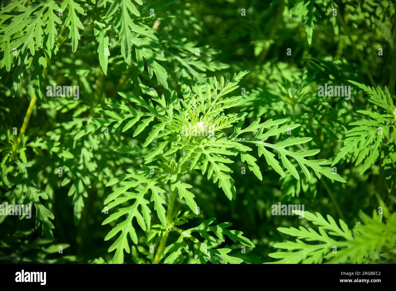 Herbe à poux commune américaine, plein cadre. Plante dangereuse. Arbustes Ambrosia qui provoque des réactions allergiques, rhinite allergique. Gros plan. Mise au point sélective. Banque D'Images