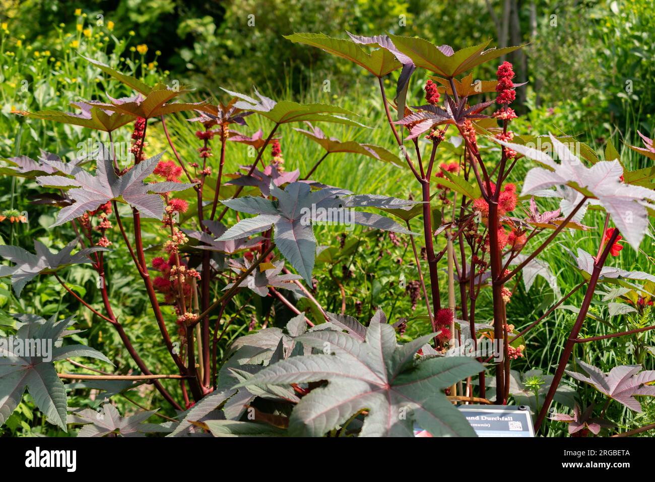 Zurich, Suisse, 14 juillet 2023 Ricinus communis ou plante d'huile de ricin au jardin botanique Banque D'Images