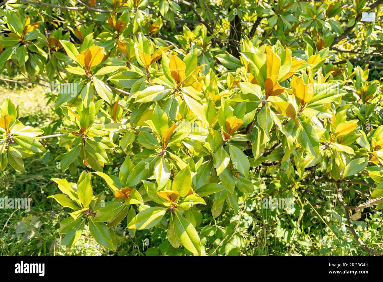 Zurich, Suisse, 14 juillet 2023 Magnolia Grandiflora ou plante de baie de taureau au jardin botanique Banque D'Images