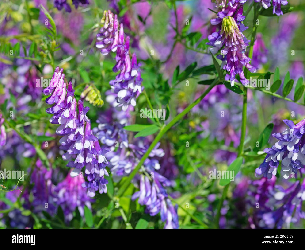 Etch d'oiseau en fleurs, Vicia craca, en été Banque D'Images