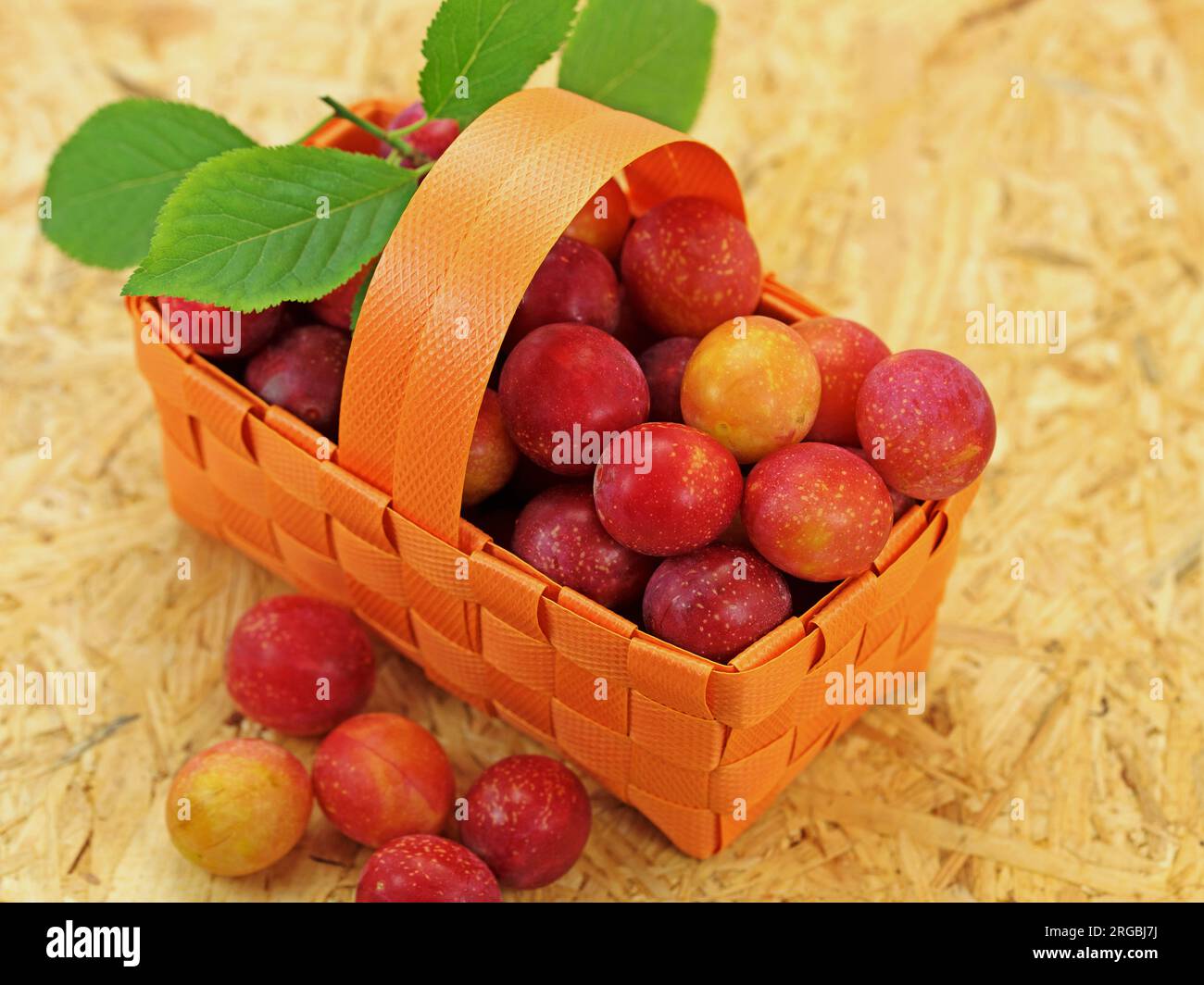 Prunes de cerises rouges, Prunus cerasifera Banque D'Images