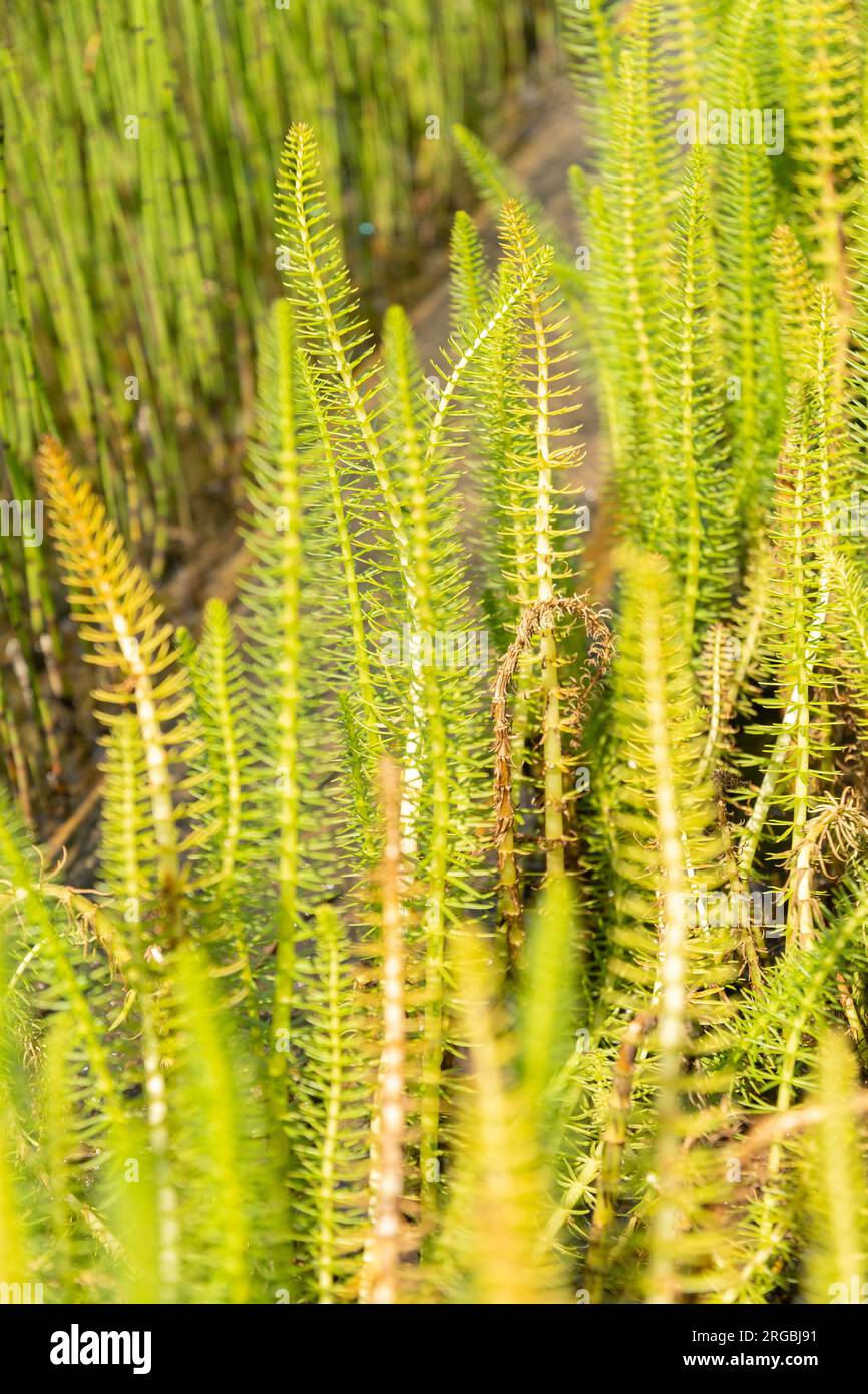 Zurich, Suisse, 14 juillet 2023 Hippuris vulgaris ou queue de juments communes au jardin botanique Banque D'Images