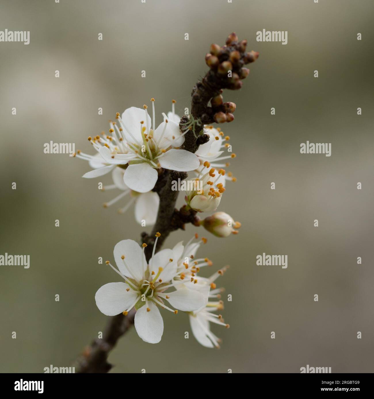 Une seule brindille avec une petite collection de délicates fleurs de Blackthorn sur un fond pâle magnifiquement flou. Banque D'Images