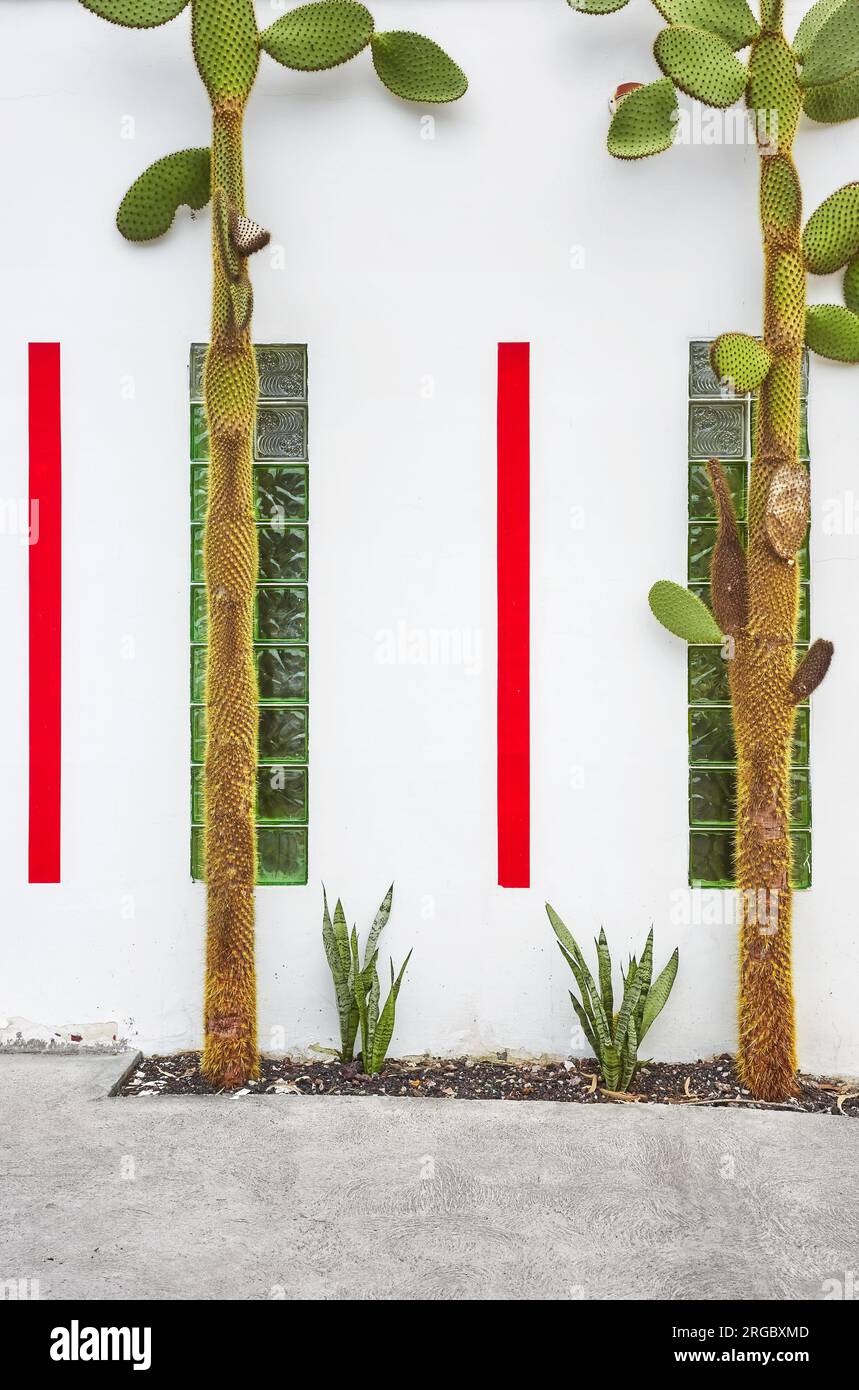 Vue de rue de façade de bâtiment blanc avec cactus, fond d'architecture, Équateur. Banque D'Images