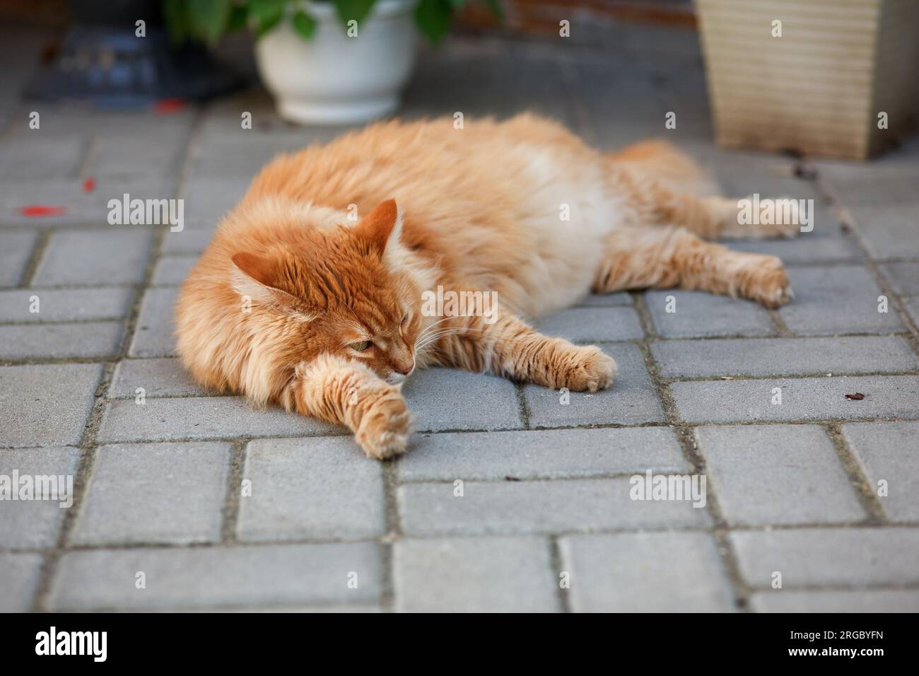 Un chat gingembre allongé sur des tuiles. Gros plan. Banque D'Images