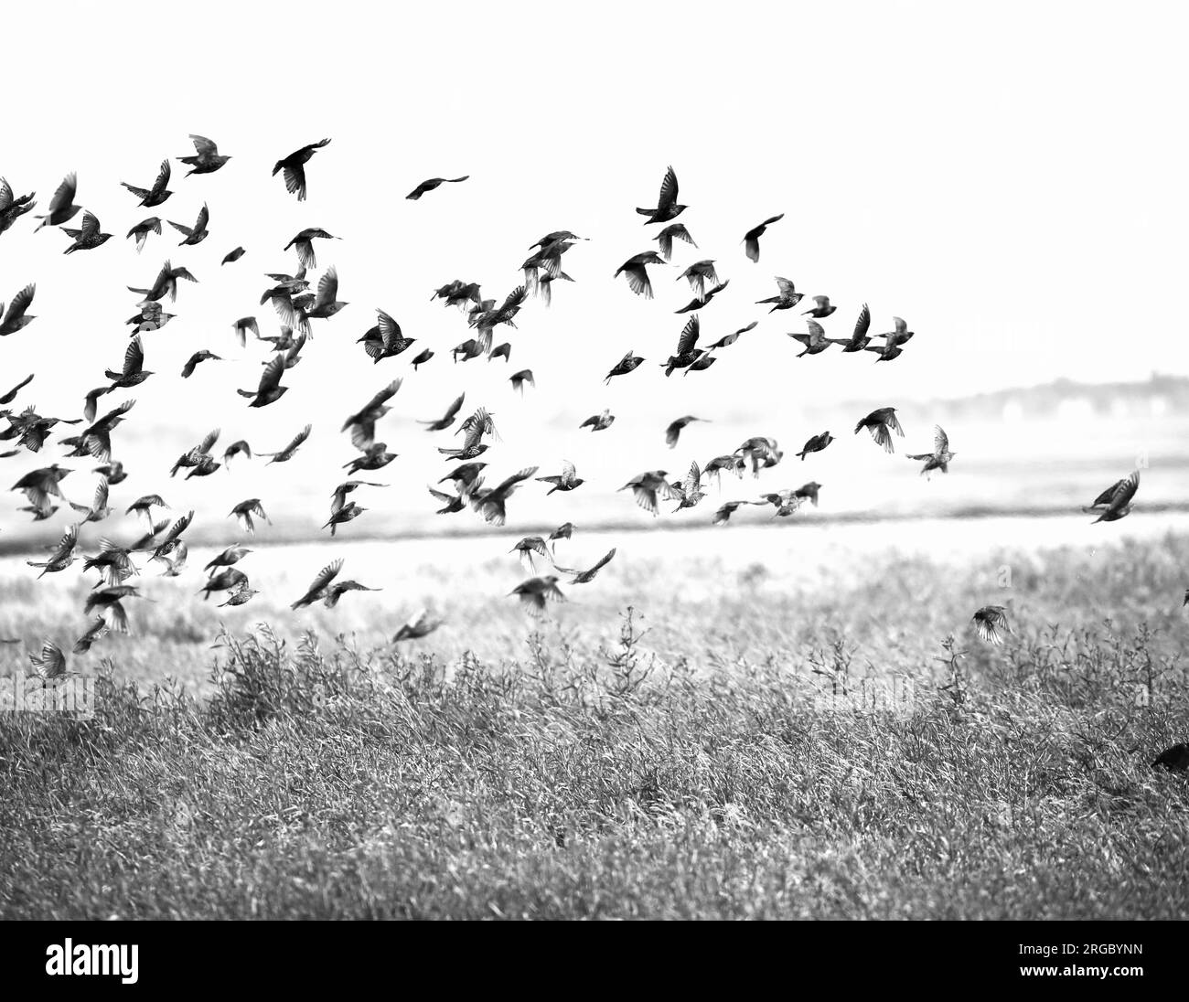 Starling murmuration Banque D'Images