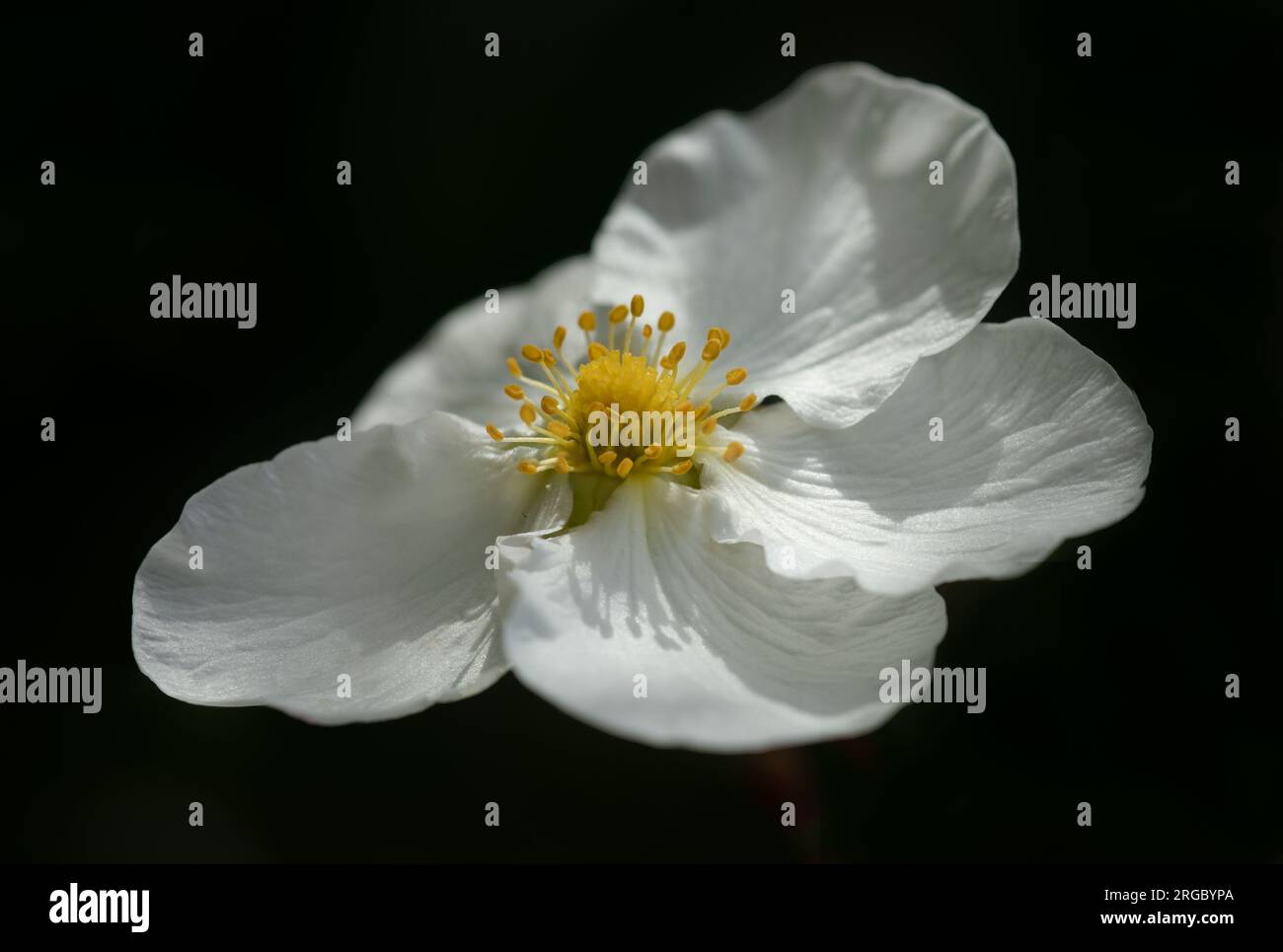 Fleur de Potentilla simple avec pétales blancs et étamine jaune mis en évidence sur un fond noir Uni Banque D'Images