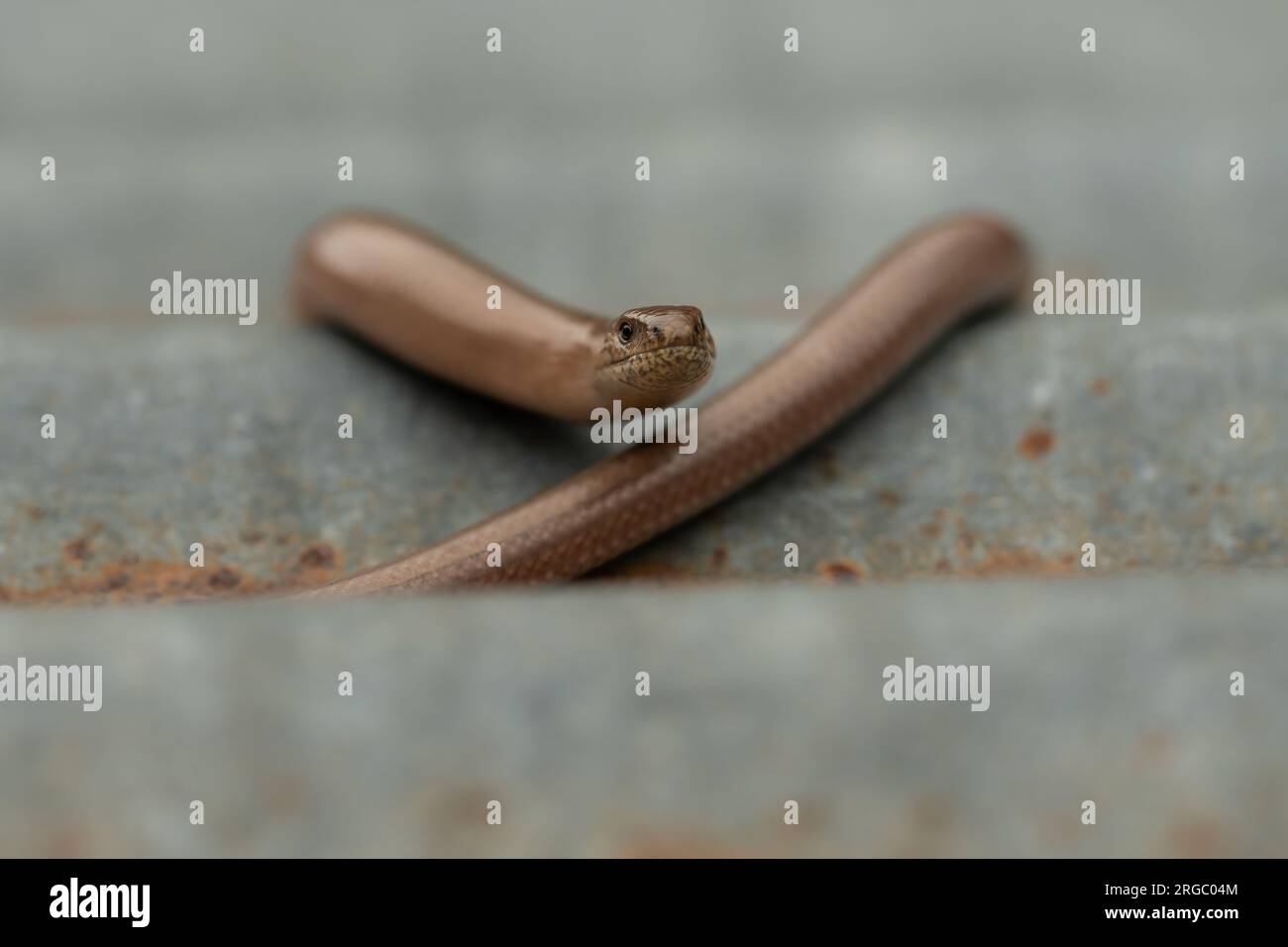 Slow Slow Worm face au spectateur, couché sur une feuille d'étain galvanisée rouillée avec son corps formant une courbe douce pour encadrer son faceWorm Banque D'Images