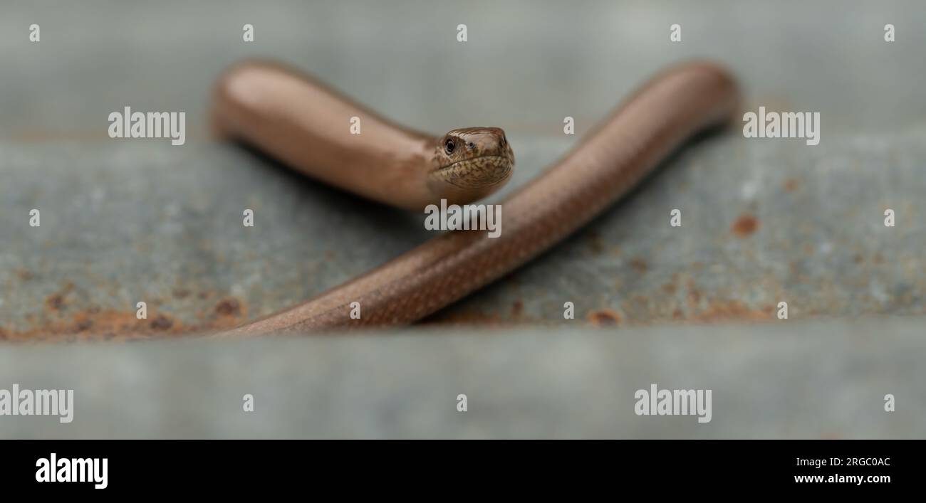 Slow Worm face au spectateur, couché sur une tôle d'étain galvanisée rouillée avec son corps formant une courbe douce pour encadrer son visage Banque D'Images