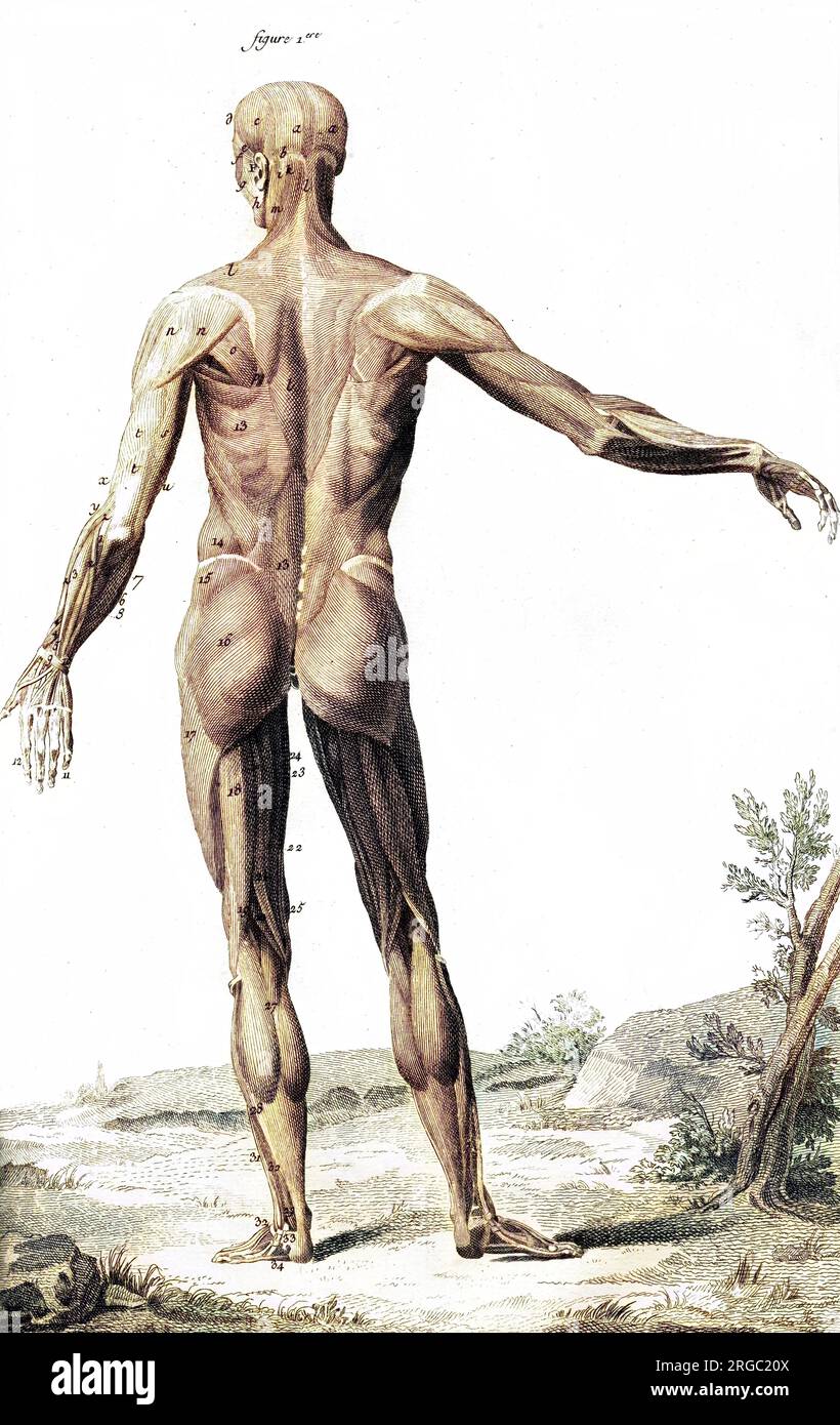 Muscles du corps et de la tête humains vus de l'arrière selon l'anatomiste allemand Albinus. Banque D'Images