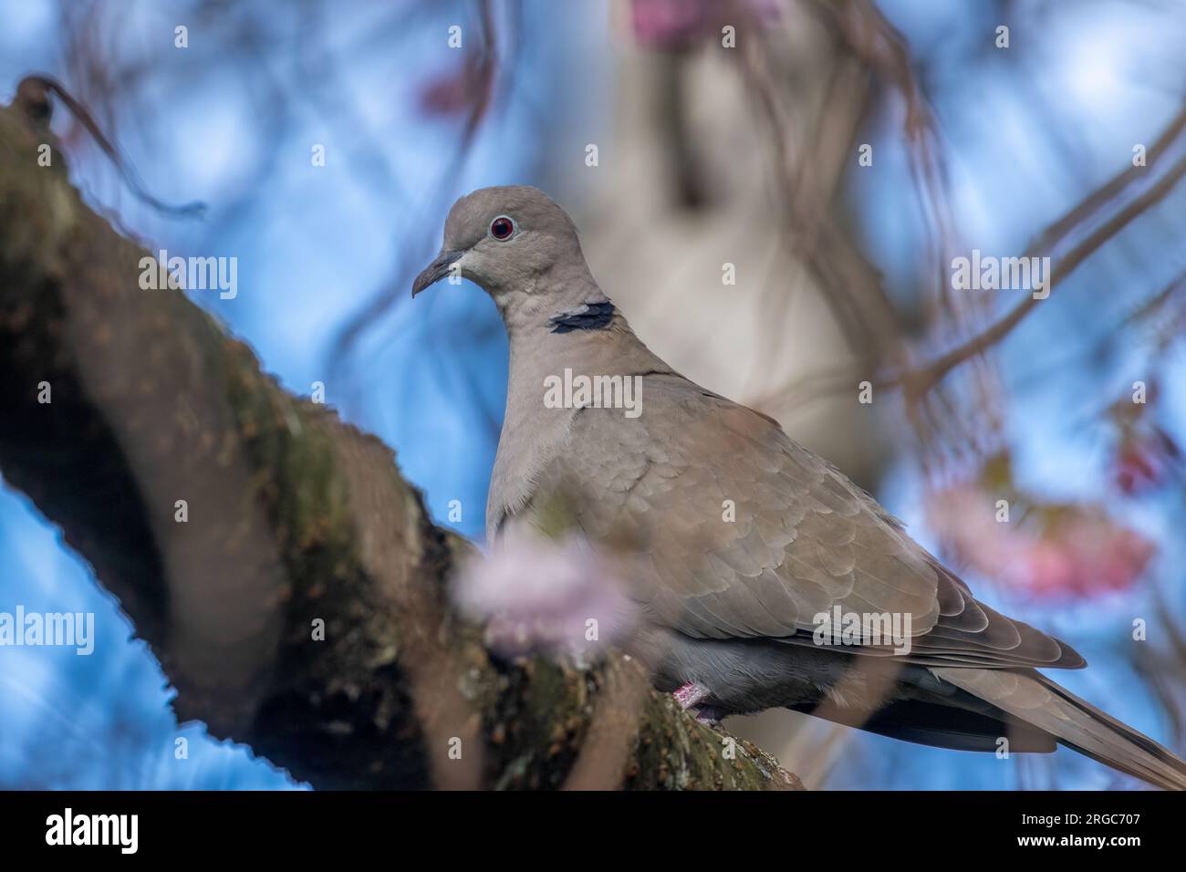 Gros plan d'une belle colombe à col perchée dans un arbre Banque D'Images