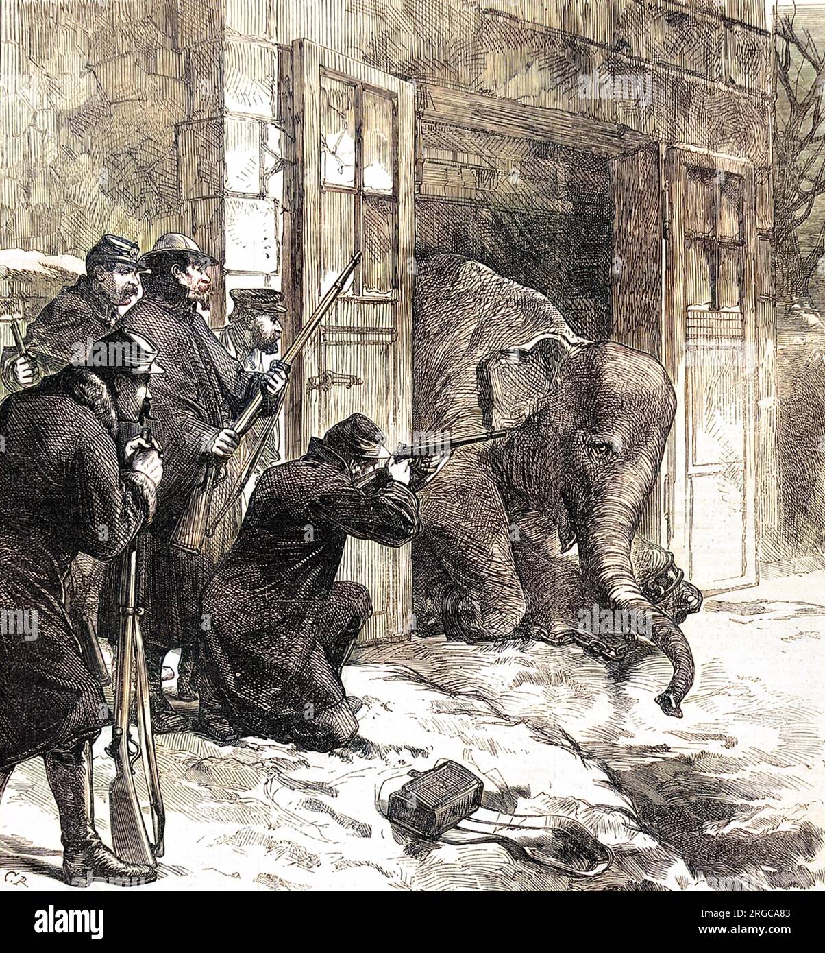 L'assassinat d'un éléphant, dans le jardin des plantes, pour nourriture pendant le siège de Paris, au cours de l'hiver 1870-1. Au cours du siège de Paris, de nombreux animaux de zoo et animaux domestiques ont été tués pour nourriture par les Parisiens désespérés et l'armée française. Le siège de quatre mois s'est terminé avec la capitulation française aux Prussiens sur 28 janvier 1871. Banque D'Images